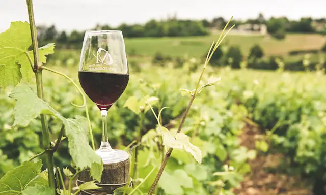 A glass of red wine sits on a post in the middle of a vineyard, with lush green vines and rolling hills in the background.