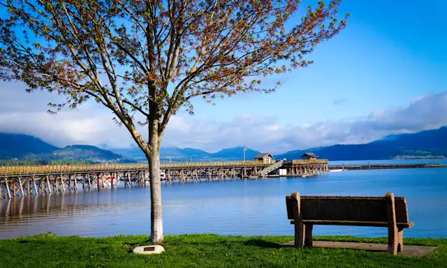 Bench and tree overlooking the waterfront and pier in Salmon Arm, British Columbia.