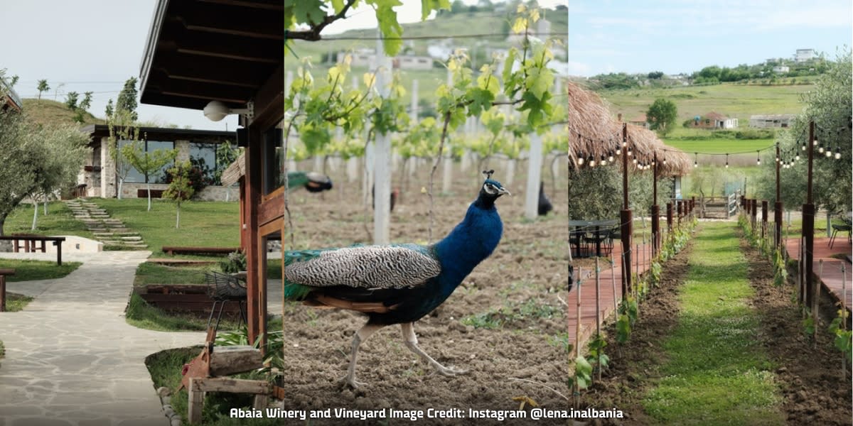 Peacock at Abaia Winery and Vineyard 