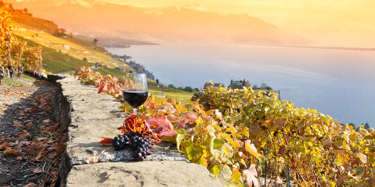 Vineyard in the sun