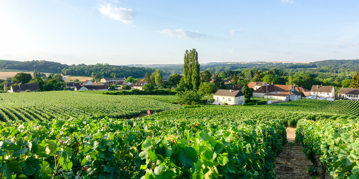 Visit Reims | A Guide on Things to Do in Reims | DFDS