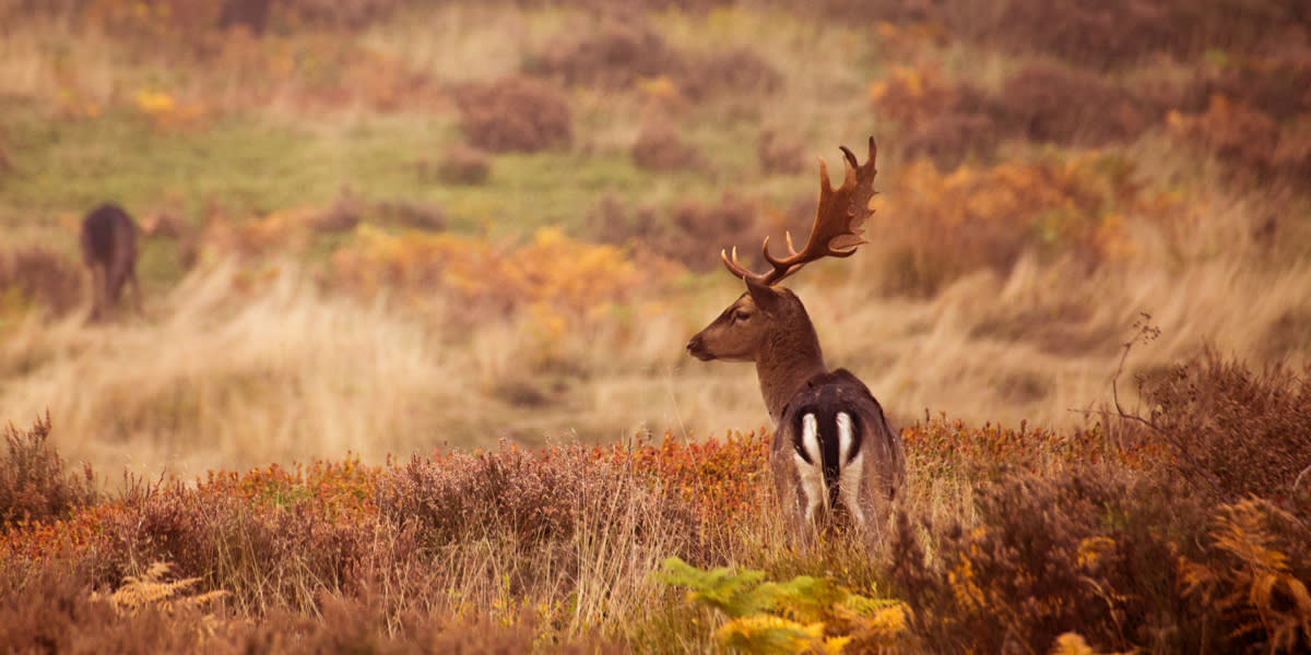 Hirsch in Schottland