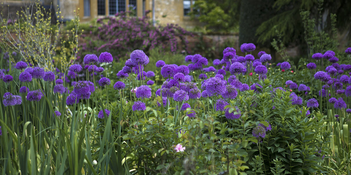 UNI 1200x600 hidcote manor flowers