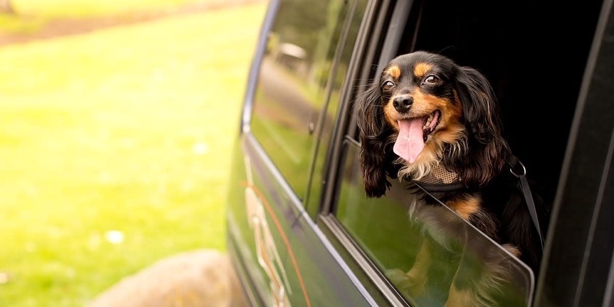 are dogs allowed on buses in france