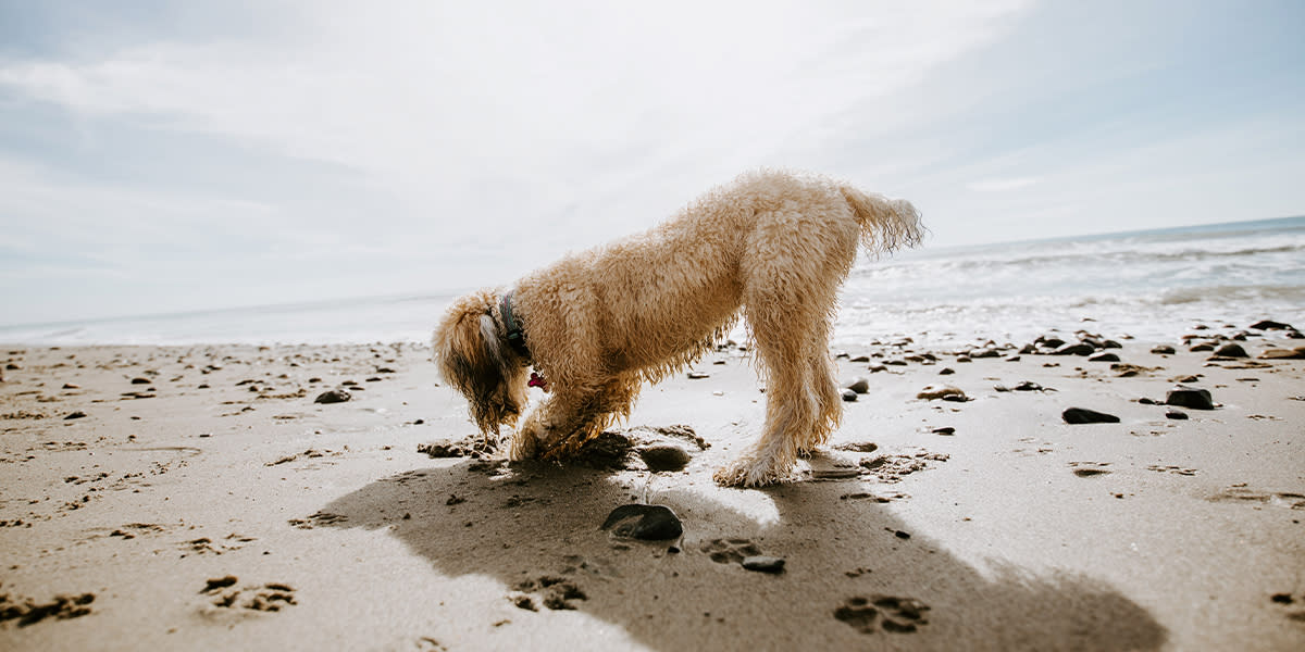 Dog-friendly beach staycations