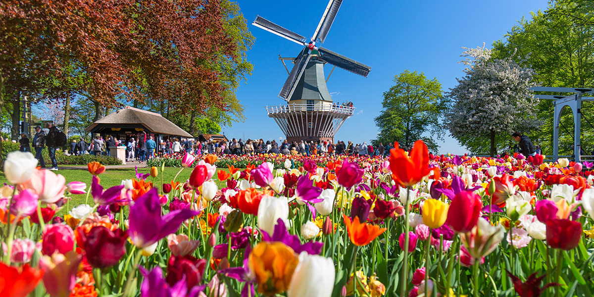 Keukenhof gardens with windmill & tulips
