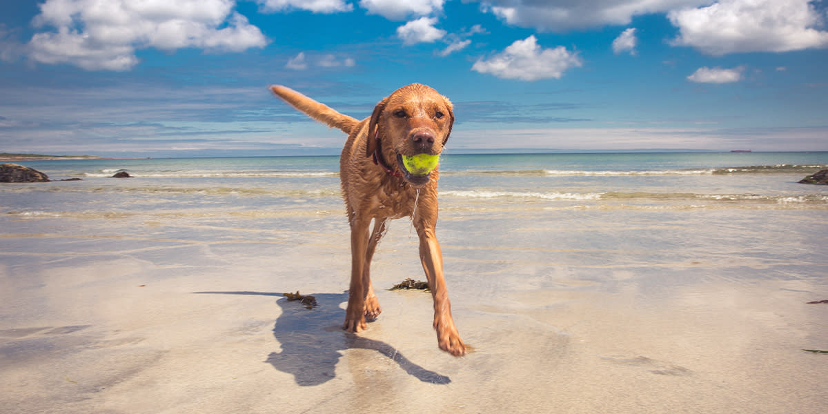 Devon - Dog at the beach