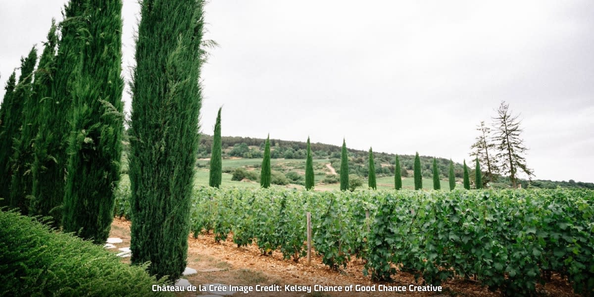 Vines at Château de la Crée