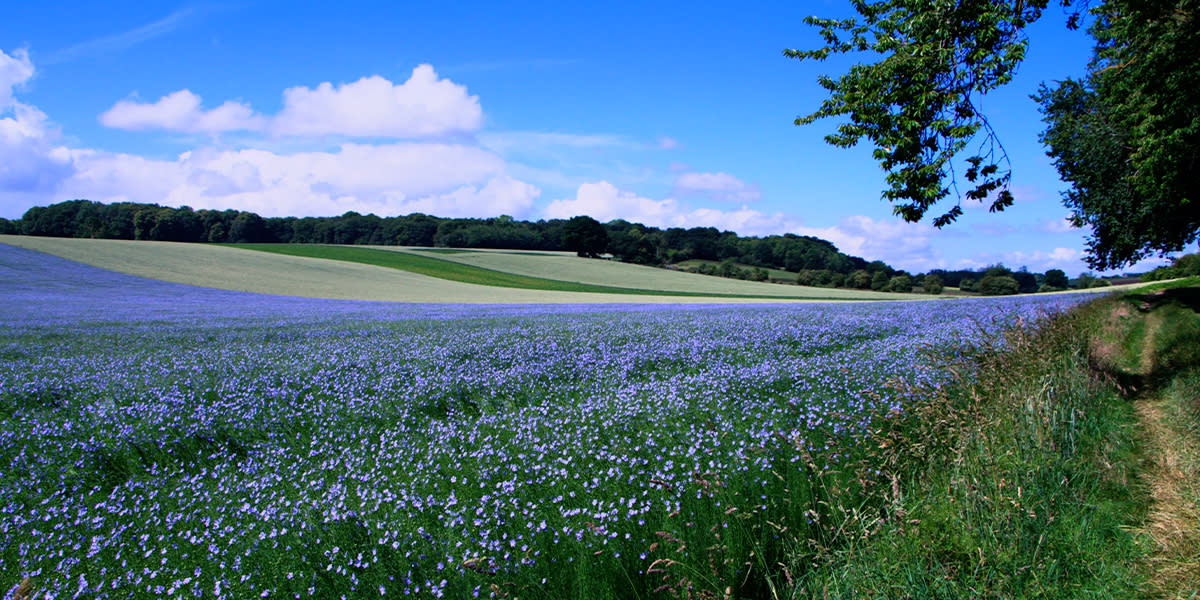 Fields in Spring