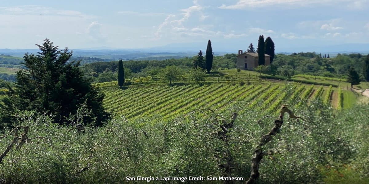 Vineyard view of Winery San Giorgio a Lapi