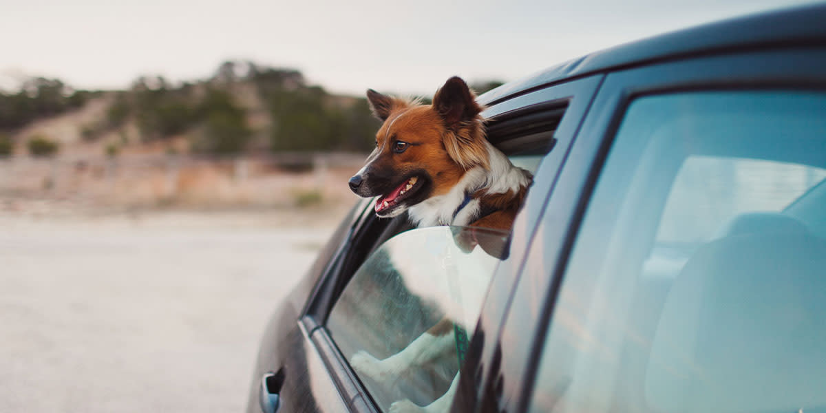 Dog in a car