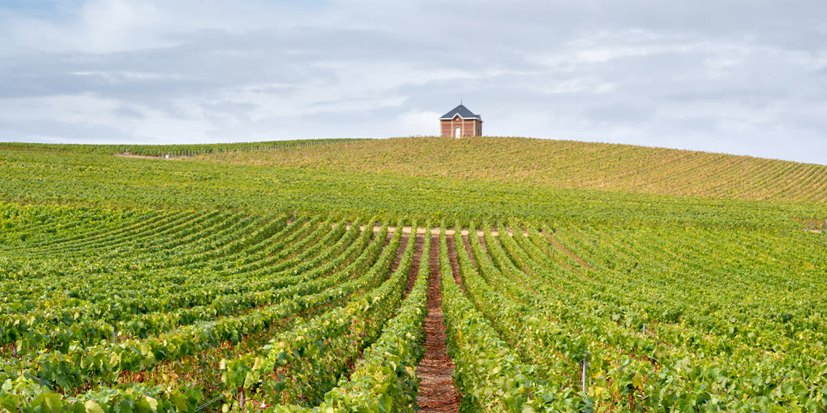 -H2- The best vineyards in the Champagne-producing region