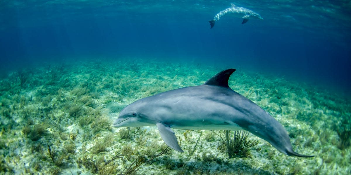 Carbon offsetting - dolphins