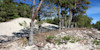 Pine Forest Curonian Split Lithuania