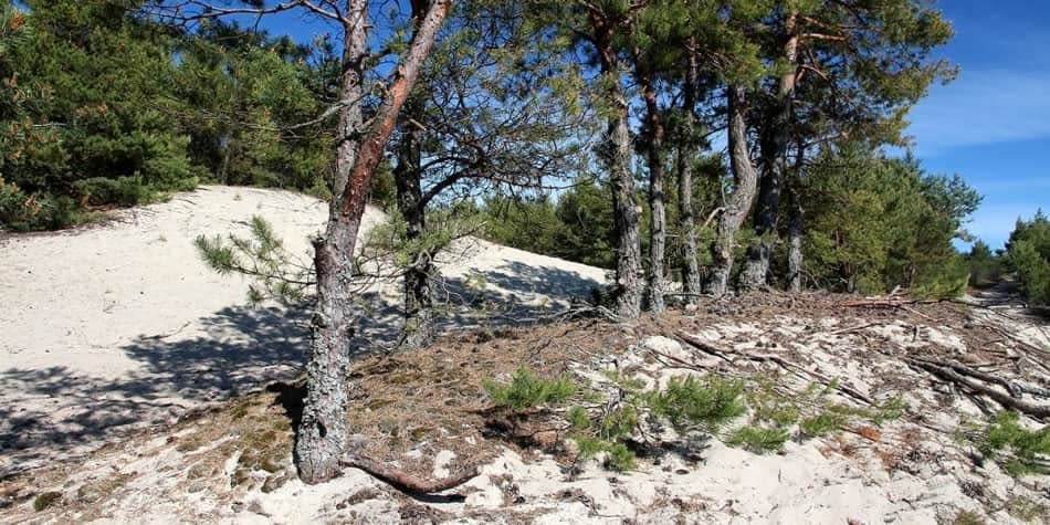 Pine Forest Curonian Split Lithuania