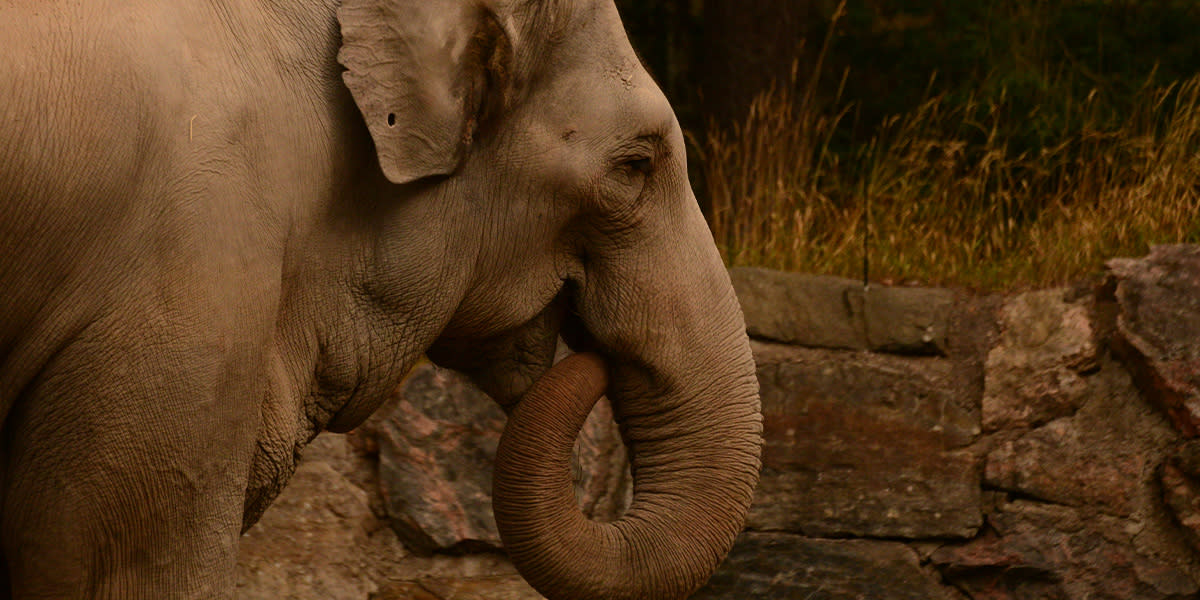 Kolmården wildlife park