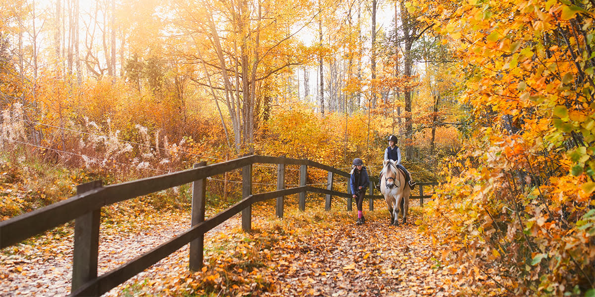 Horse riding in Sweden in autumn