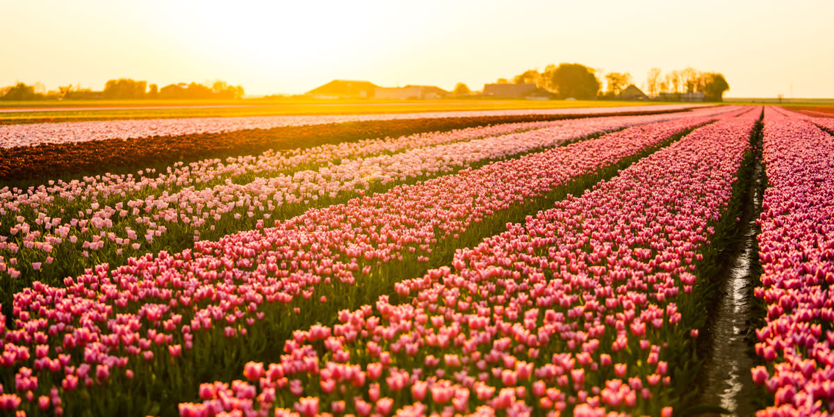 TravelGuide Haarlem 1 TulipField