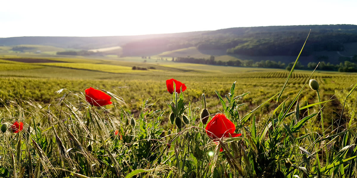 Champagne poppies in fields