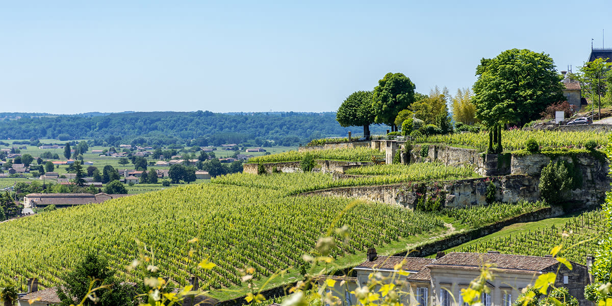 Vineyard, Nouvelle-Aquitaine