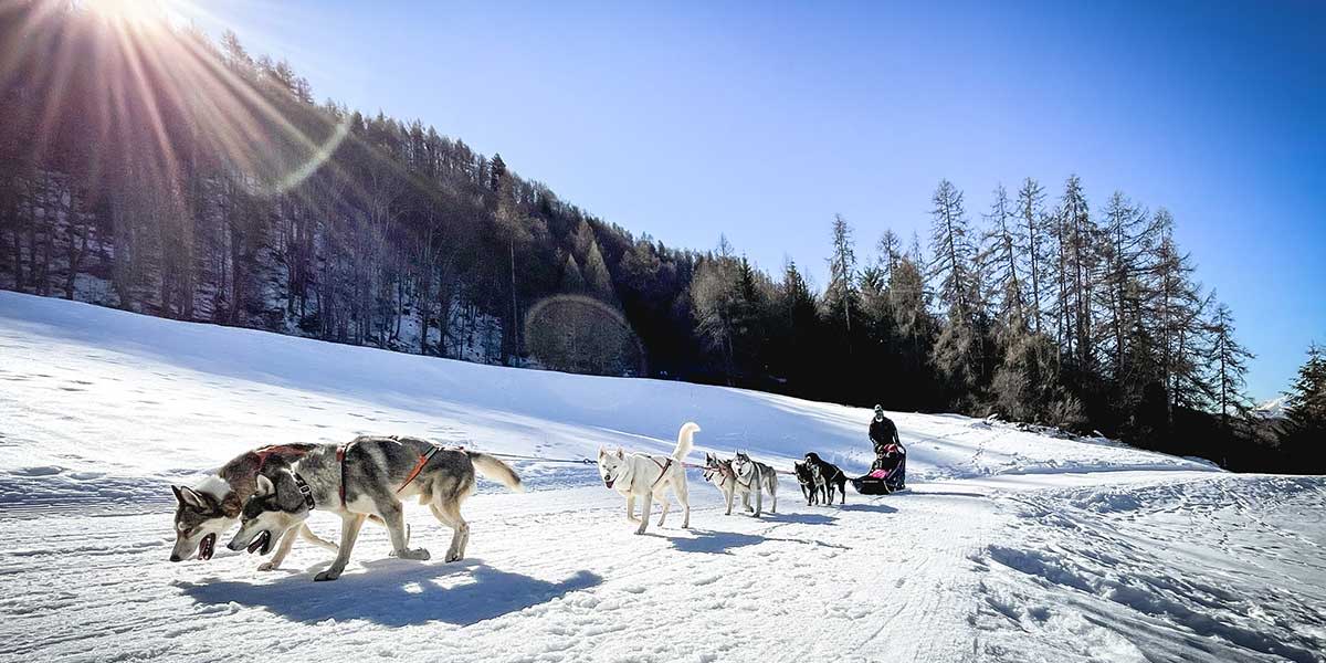 Dog sled ride Dog sled ride