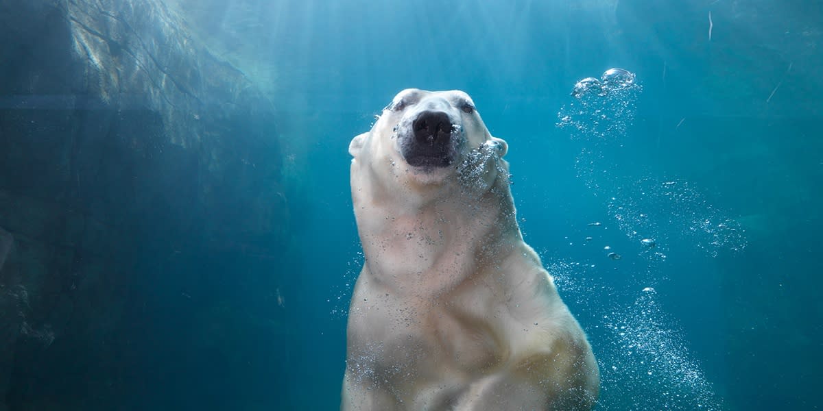 Ice Bear, Zoo Copenhagen - Photo Credit: Henrik Sorensen