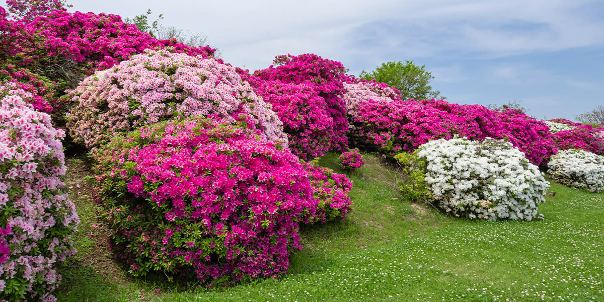 Rhododendrons - Isle of Arran