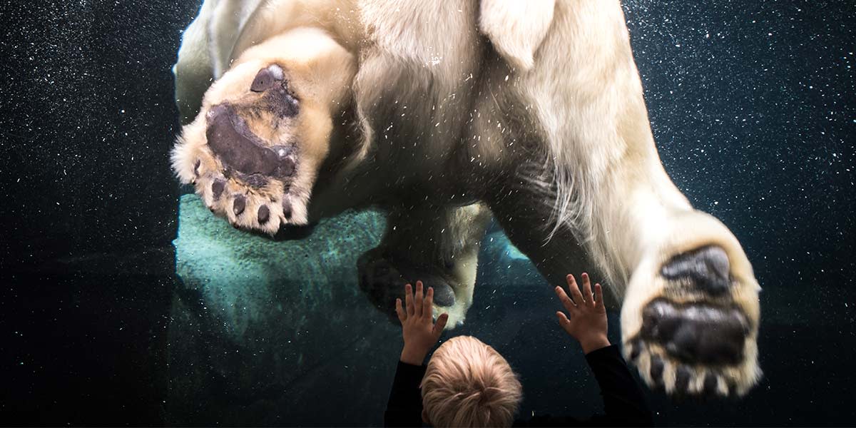 Polar bear, Zoo Copenhagen