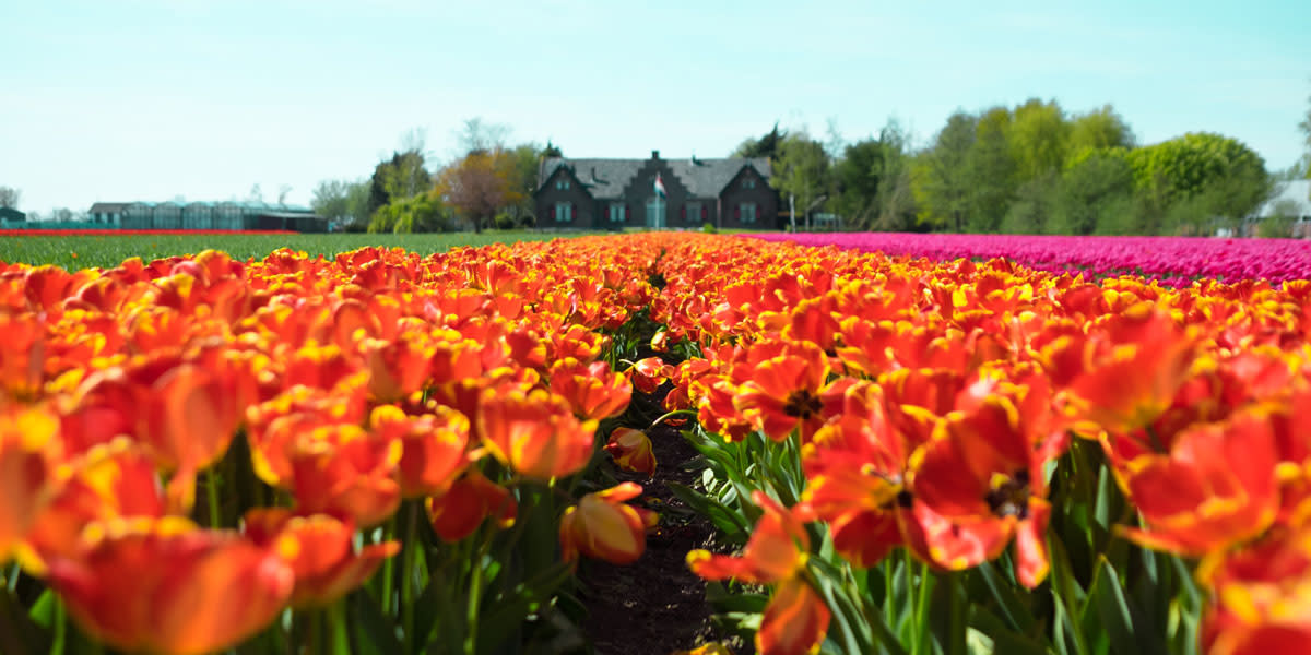 TravelGuide HollandInBloom 1 TulipField