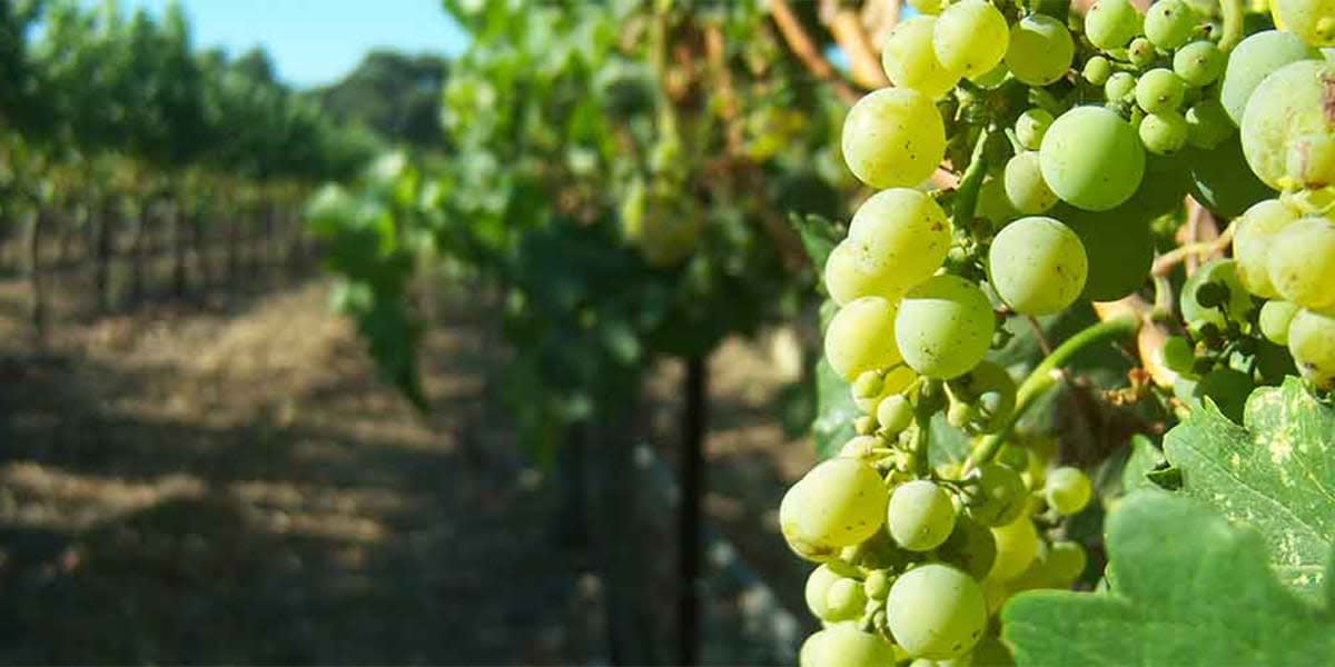 Wine in Belgium - Vineyard