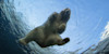 A polar bear swimming in the water at Copenhagen zoo. 