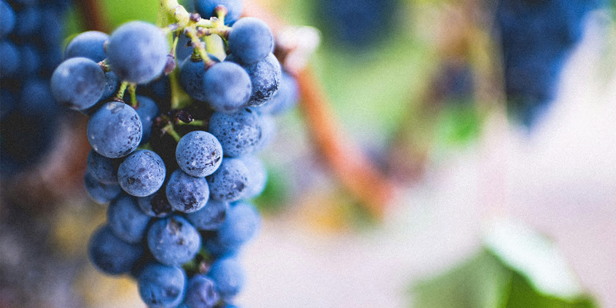 Grapes on vine - france