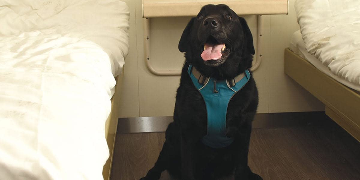 Pet friendly cabin on DFDS ferry