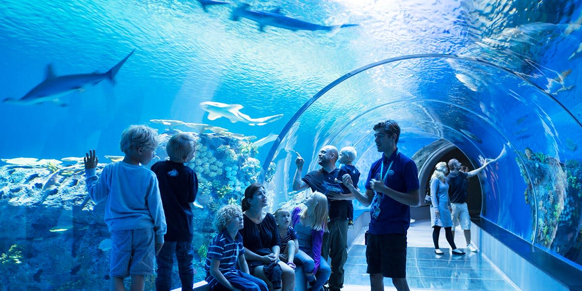 Shark tunnel at aquarium in Copenhagen