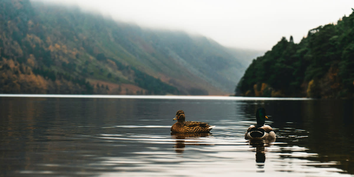 NL Met de boot naar Ierland Box 4c Killarney National Park