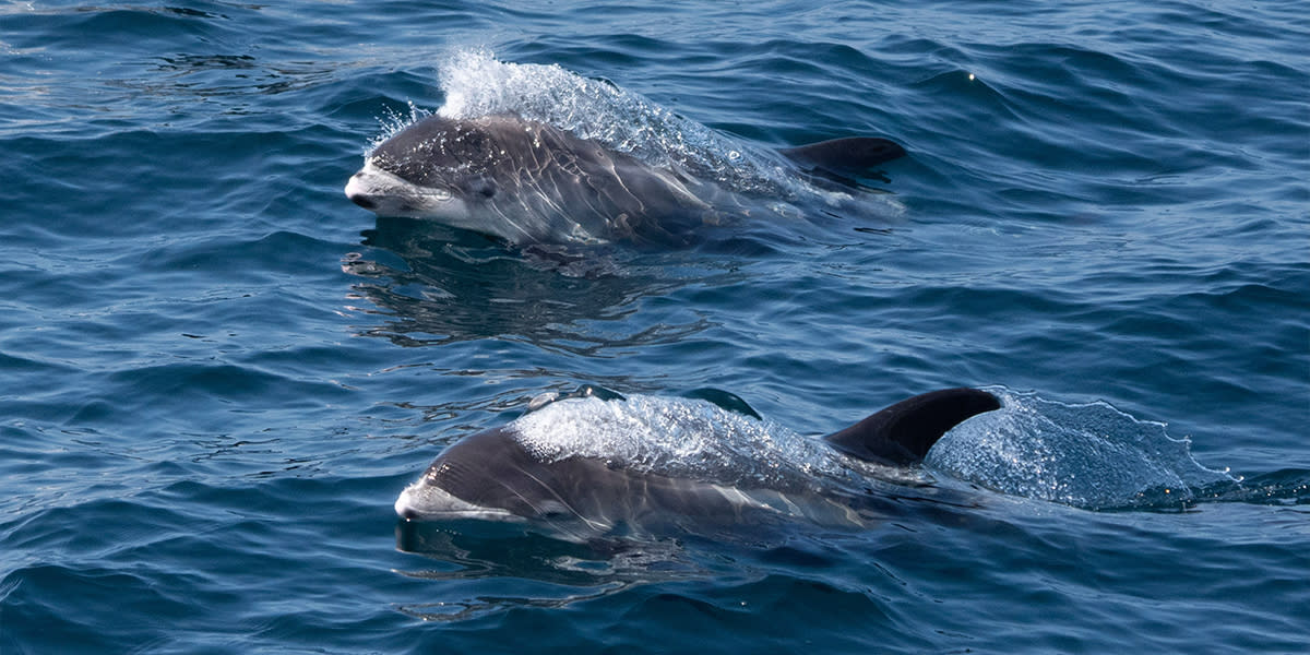 ORCA - Dolphins