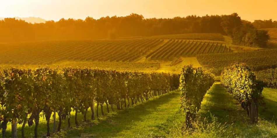 Vineyard in Bordeaux, France