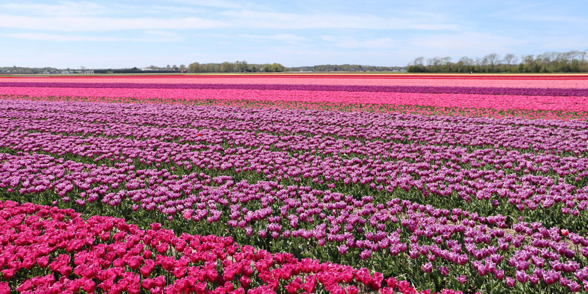 Holland in Bloom | Travel Guide | DFDS