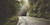 Road in a forest