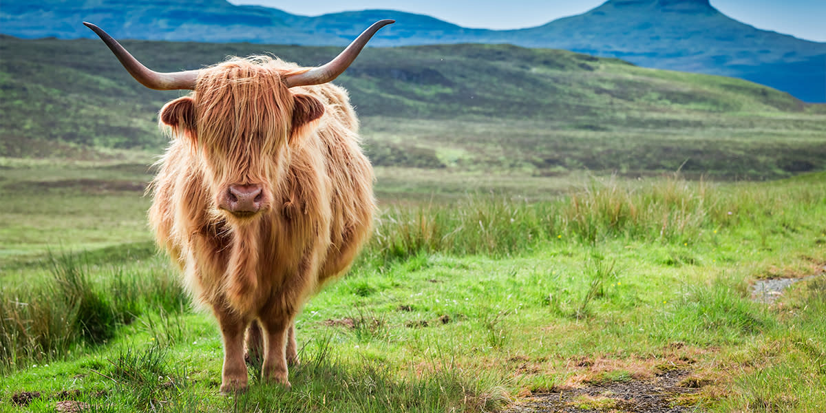 Highlands - Cow