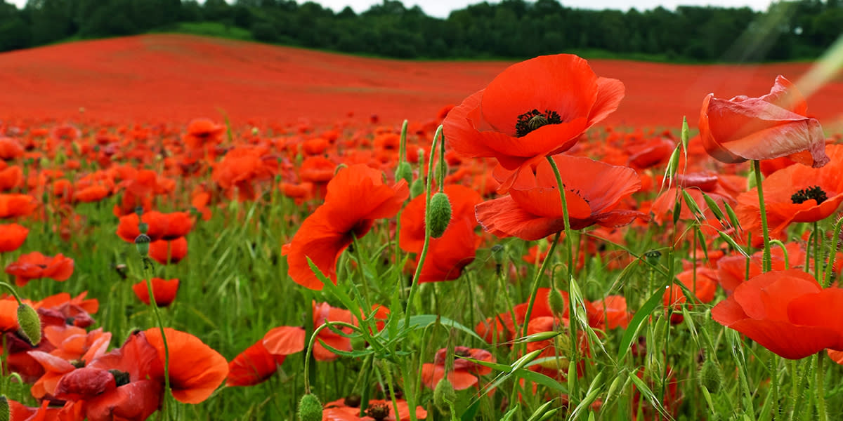 Poppy field, Belgium