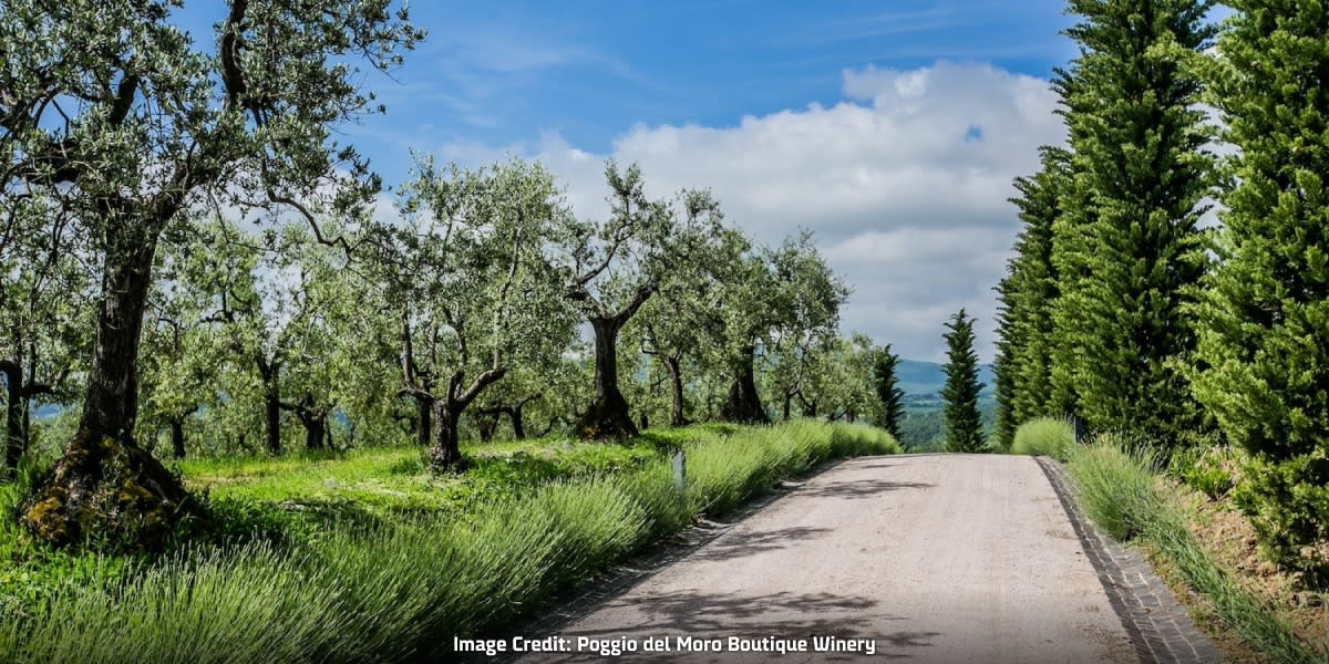 Olive trees lining the road at Poggio del Moro Boutique 