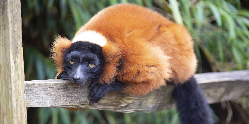 ArtisMC Lemur