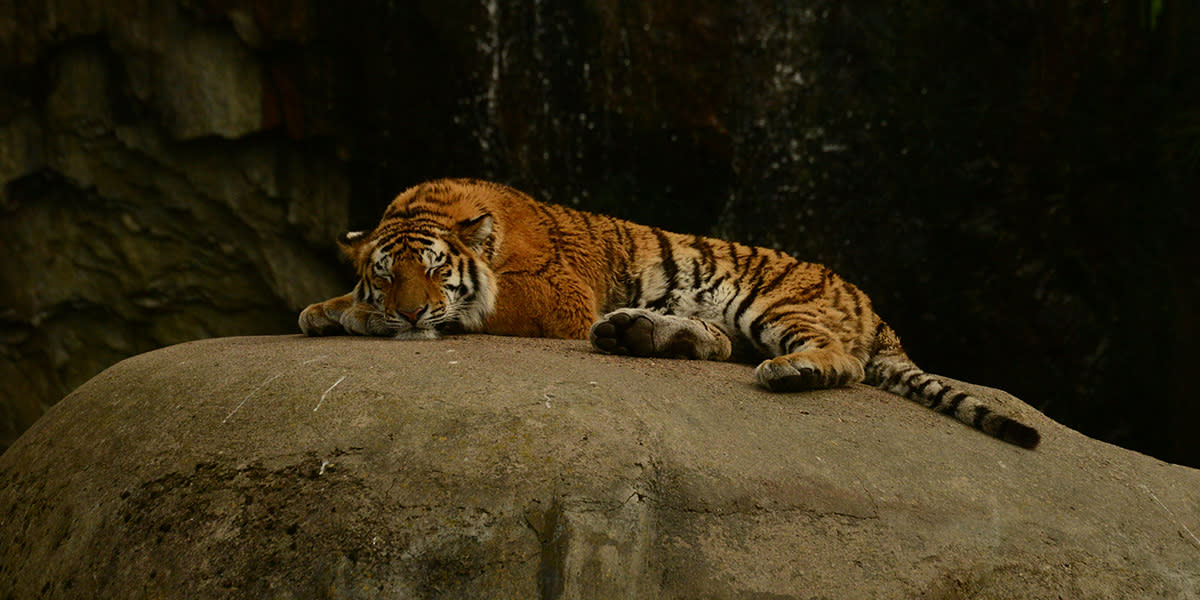 Kolmården wildlife park