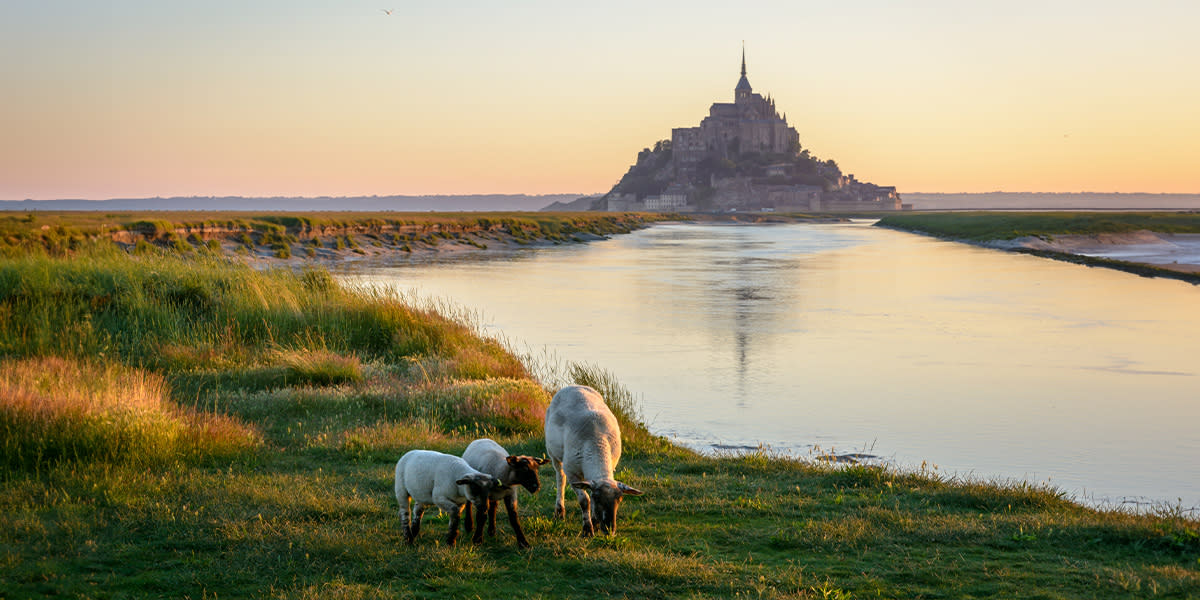 Mont Saint-Michel in the distance with sheep