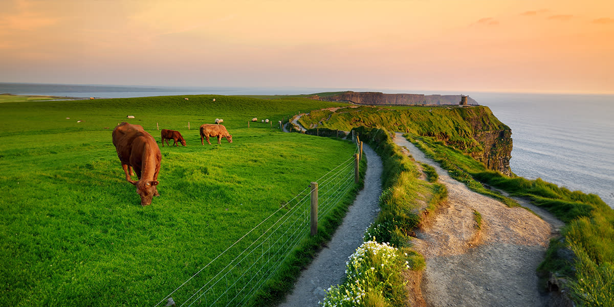 Cliffs of Moher at sunset with cows, Ireland