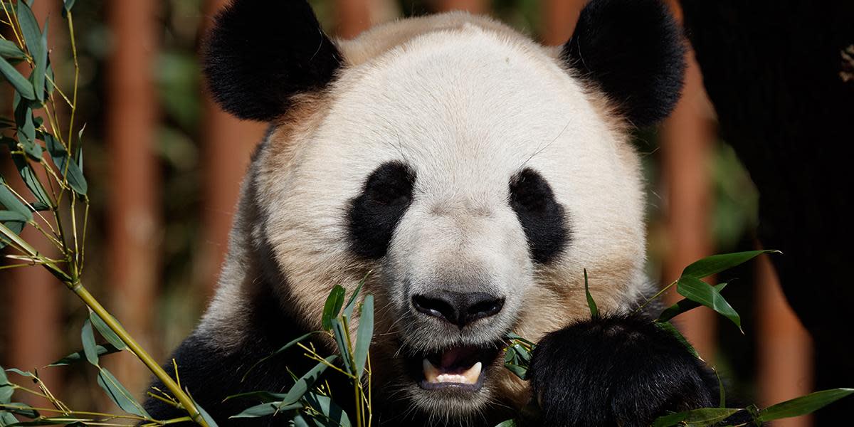 København Zoo - panda photocredit Frank Ronsholt