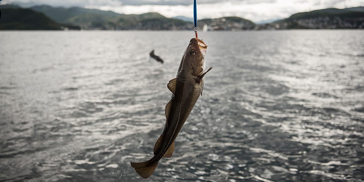 Fjord and sea fishing in Norway