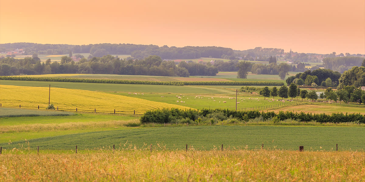 Fields in Flanders