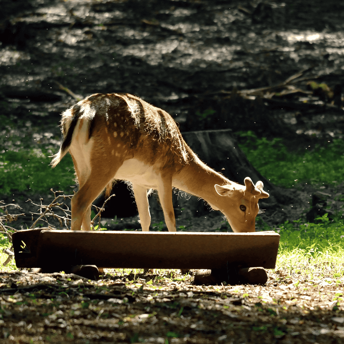 Skånes Djurpark, Sweden
